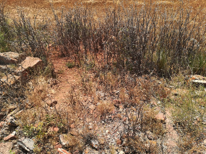 IMG-20180625-WA0019 p